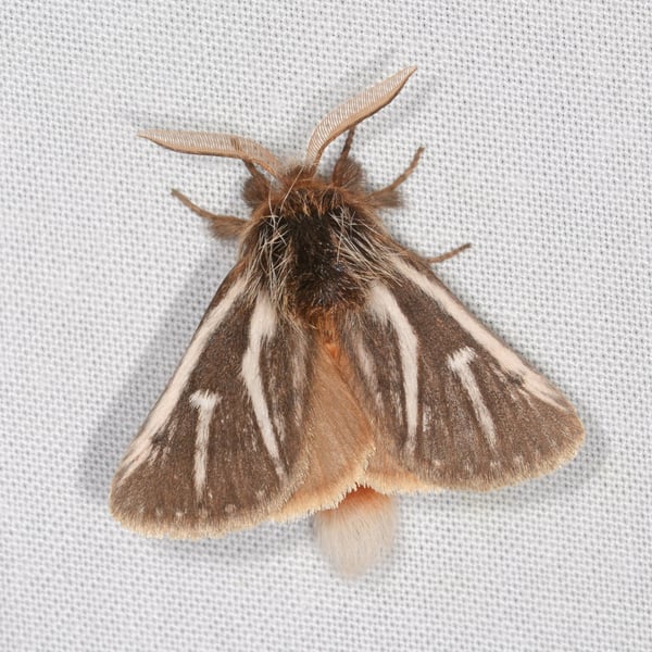 Ochrogaster lunifer