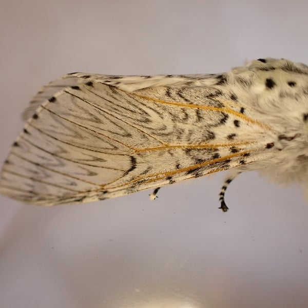 Cerura vinula