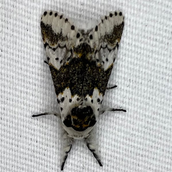 Furcula