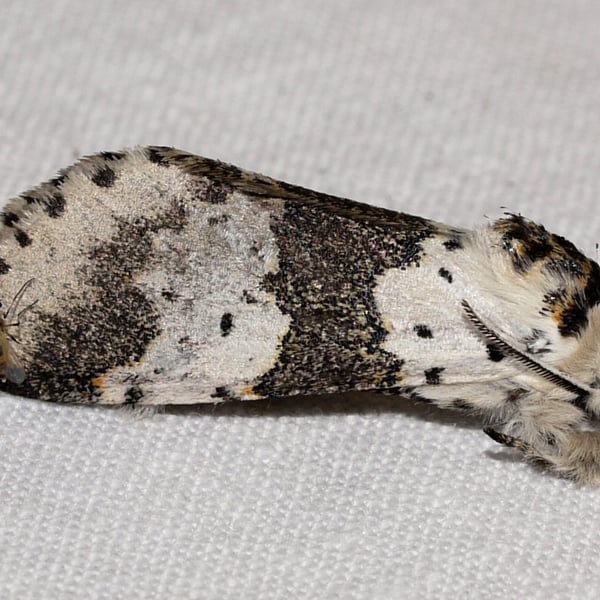 Furcula borealis