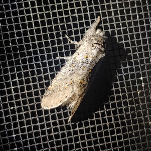 Furcula cinerea