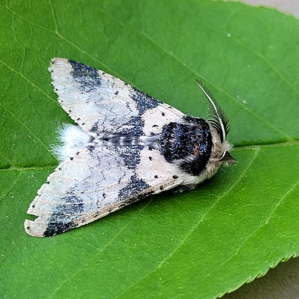 Furcula modesta