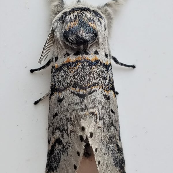 Furcula occidentalis