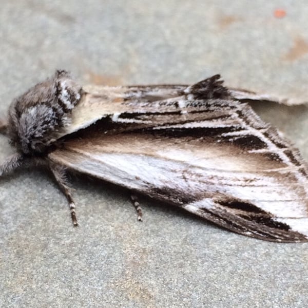 Pheosia rimosa