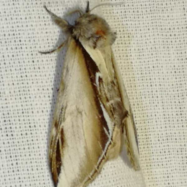 Pheosia gnoma