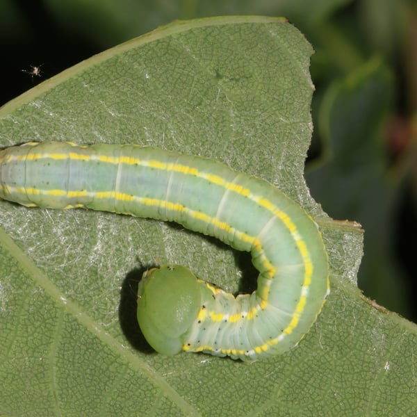 Drymonia ruficornis