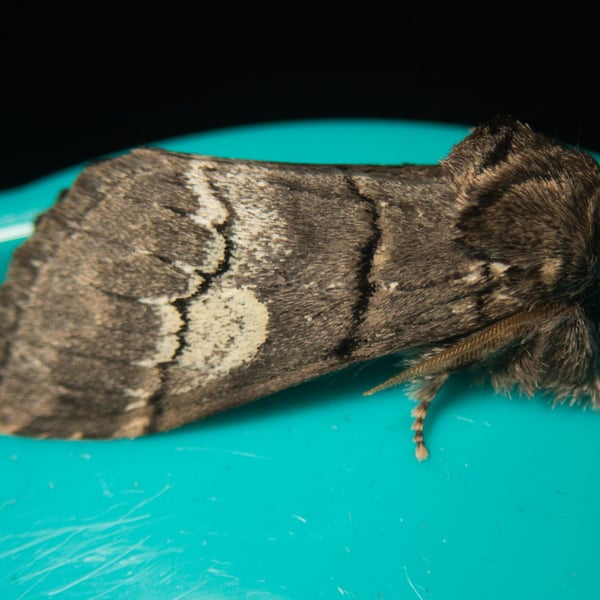 Drymonia querna