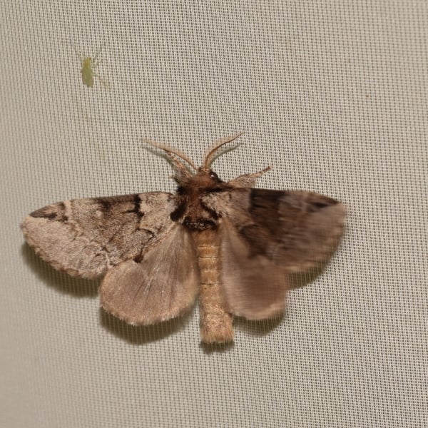Drymonia obliterata