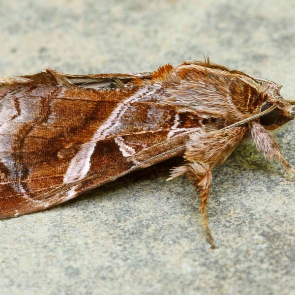 Callopistria floridensis