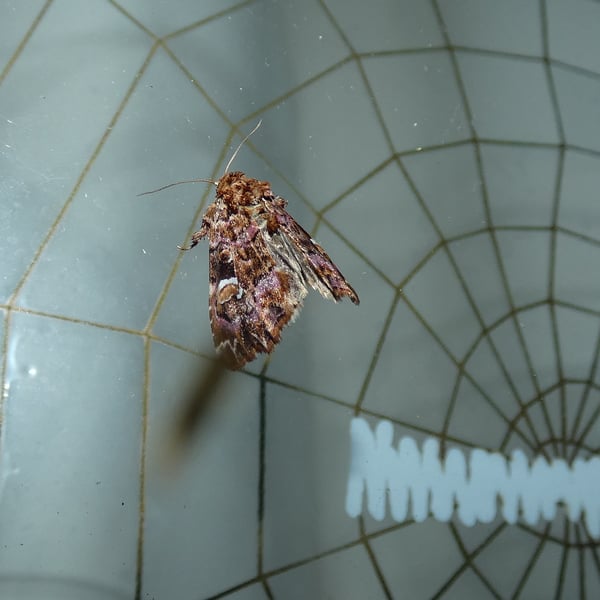 Callopistria mollissima