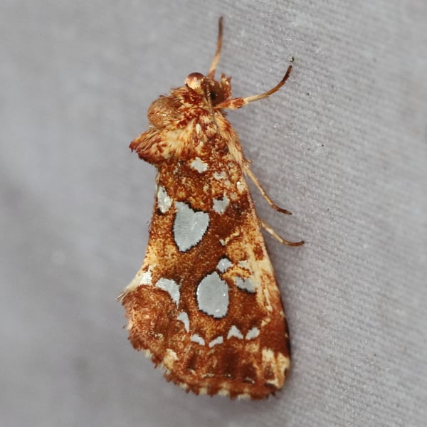 Callopistria cordata