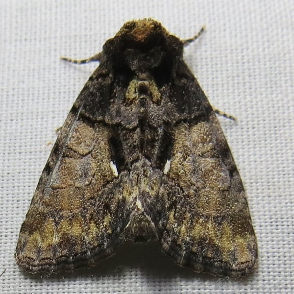 Chytonix palliatricula