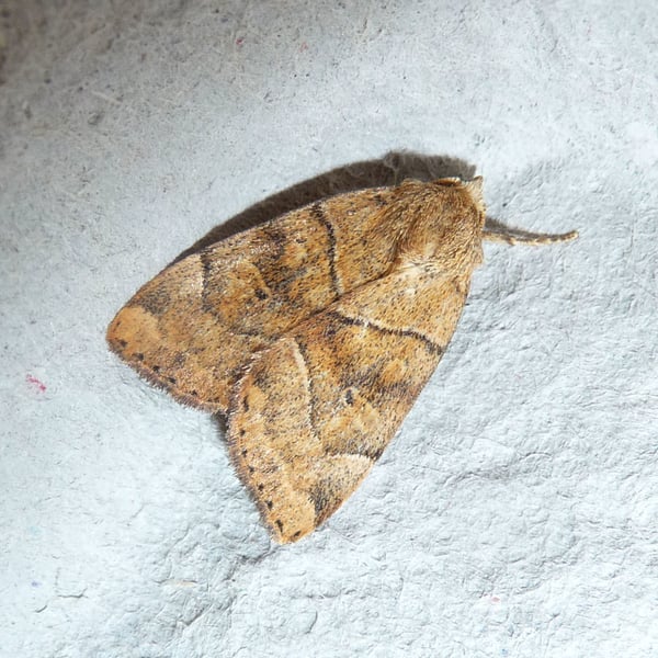 Cosmia trapezina