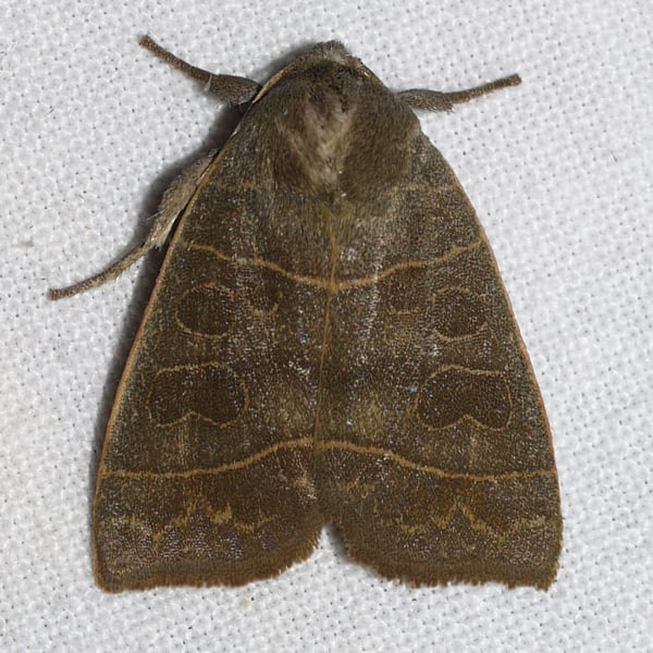 Ipimorpha pleonectusa