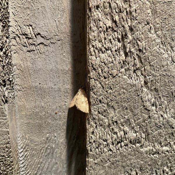 Lithophane innominata