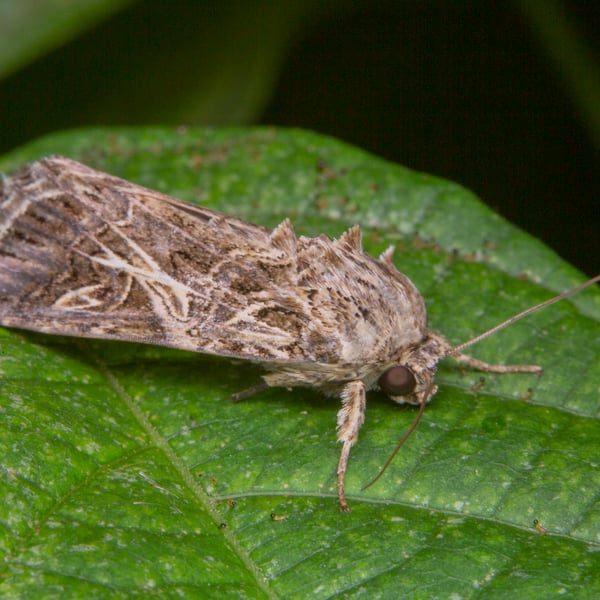 Spodoptera litura
