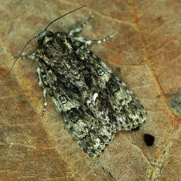 Acronicta rumicis