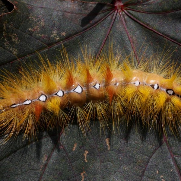 Acronicta aceris