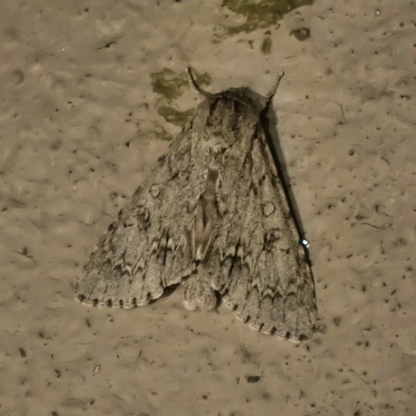 Acronicta americana