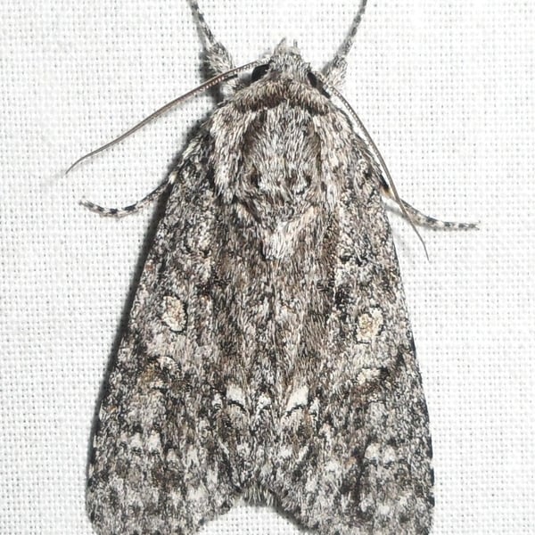 Acronicta impleta
