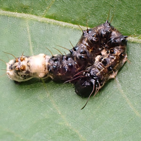 Acronicta funeralis