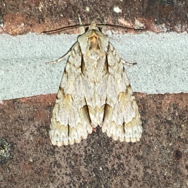 Acronicta morula