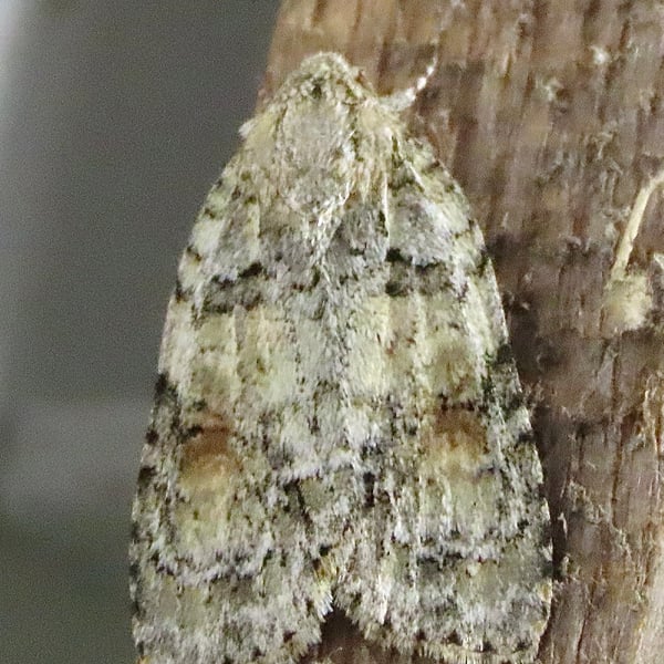 Acronicta retardata