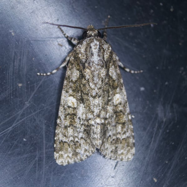 Acronicta afflicta