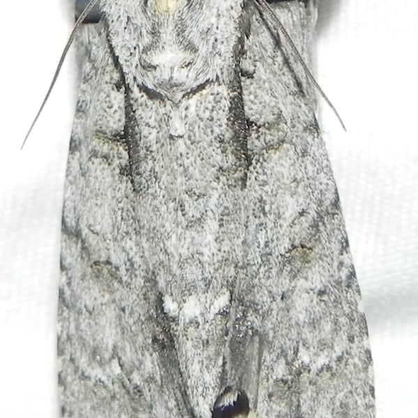 Acronicta clarescens