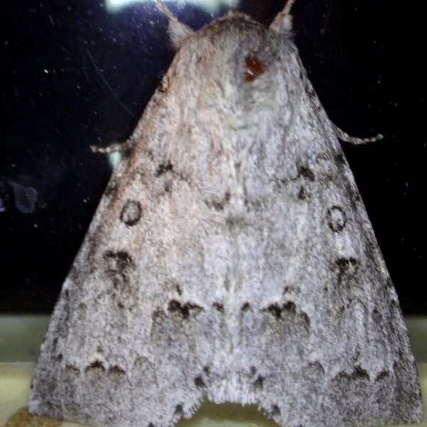 Acronicta dactylina