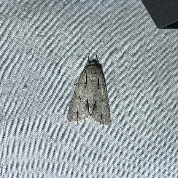 Acronicta grisea