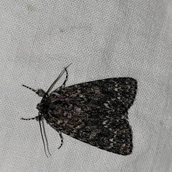 Acronicta impressa