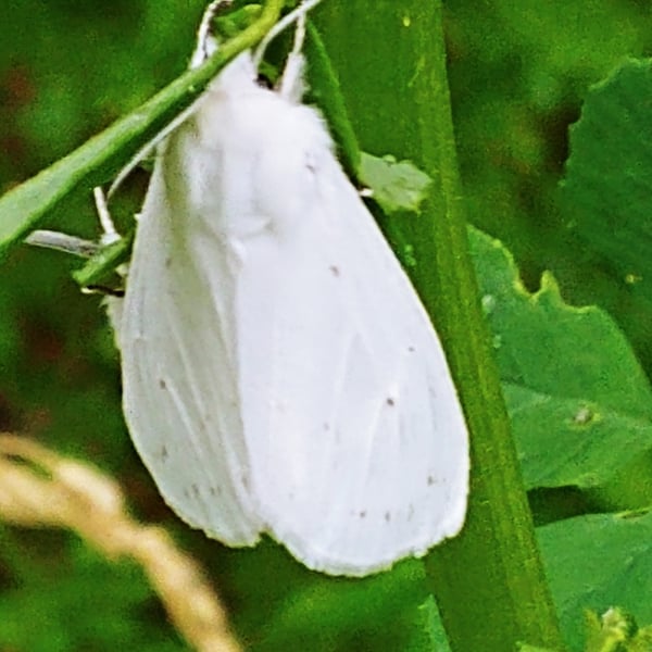 Erebidae