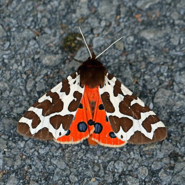 Arctia caja