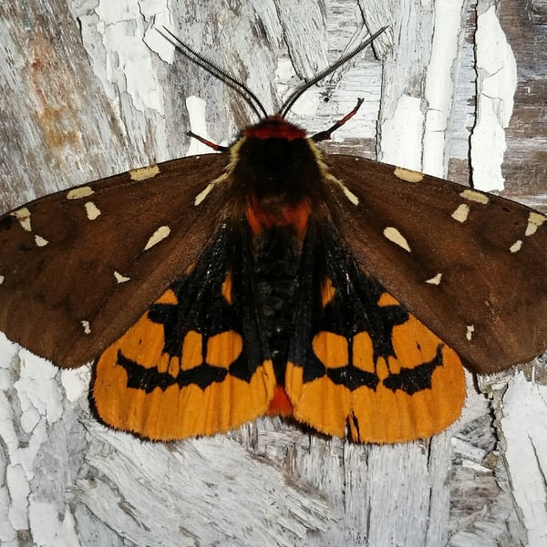Arctia parthenos