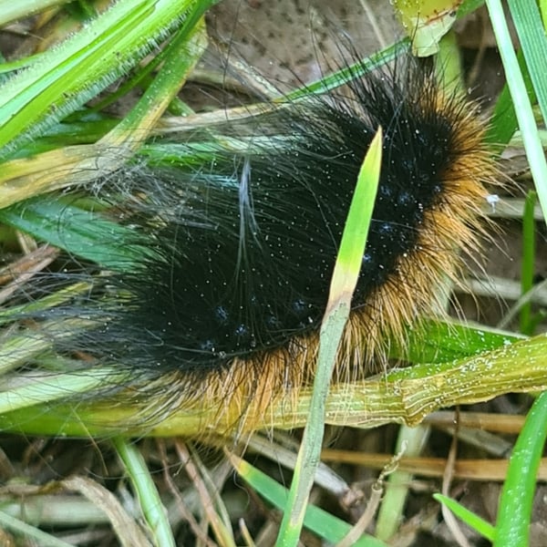 Arctia plantaginis