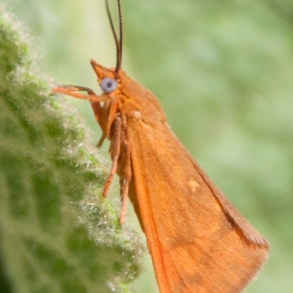 Virbia aurantiaca