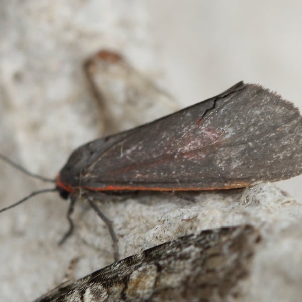 Virbia laeta