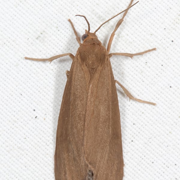 Virbia opella