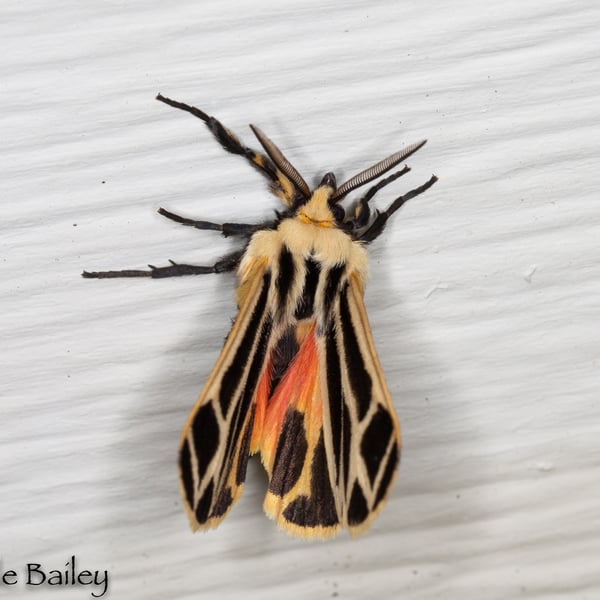 Apantesis