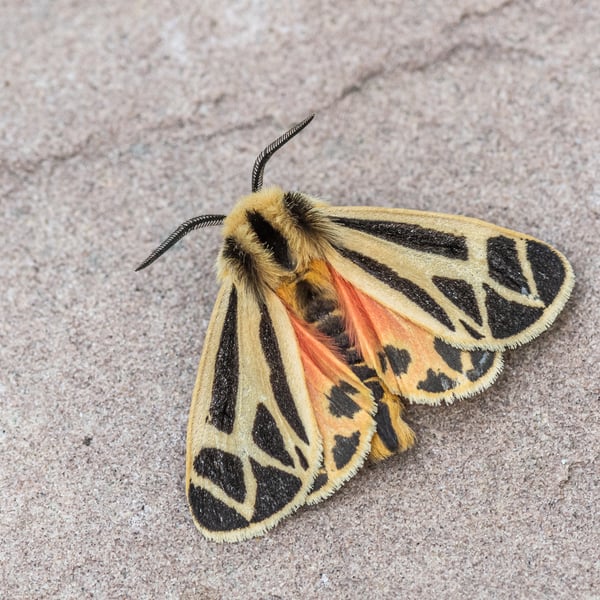 Apantesis phalerata