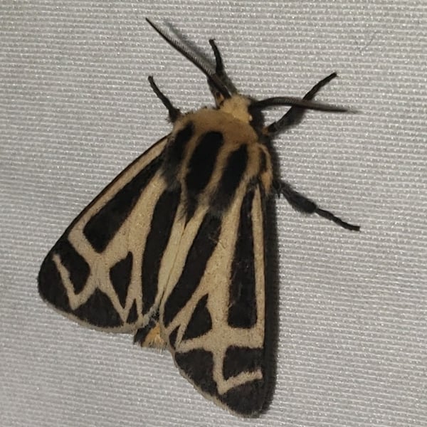 Apantesis carlotta