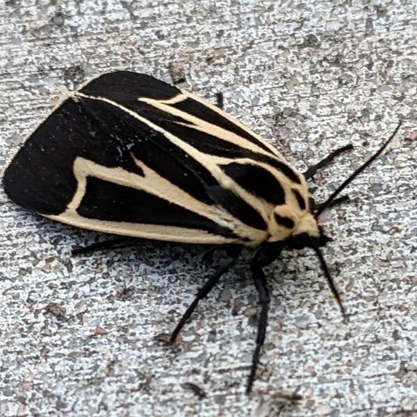 Apantesis vittata