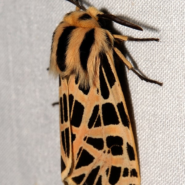 Apantesis ornata