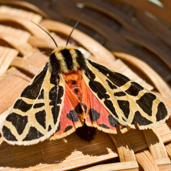 Apantesis proxima