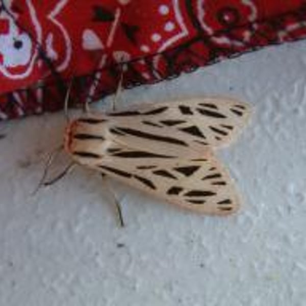 Apantesis arge