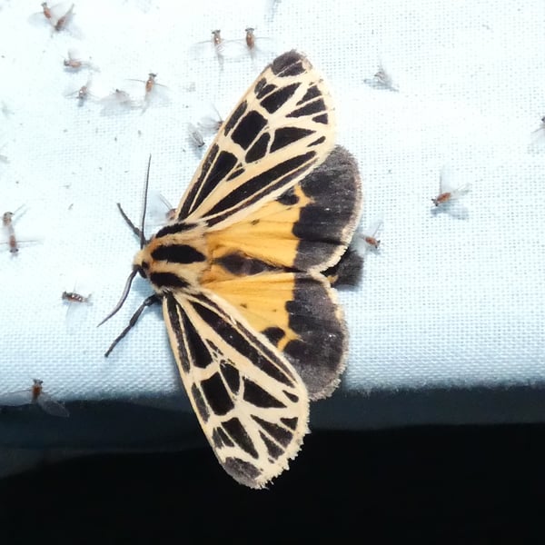 Apantesis anna
