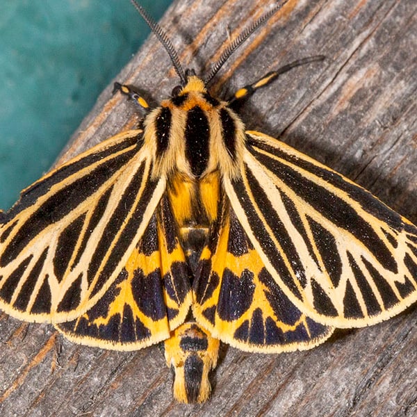 Apantesis virguncula