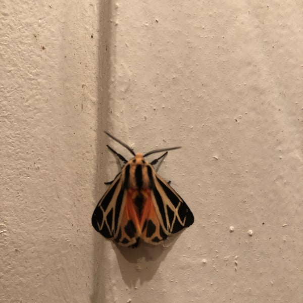 Apantesis parthenice