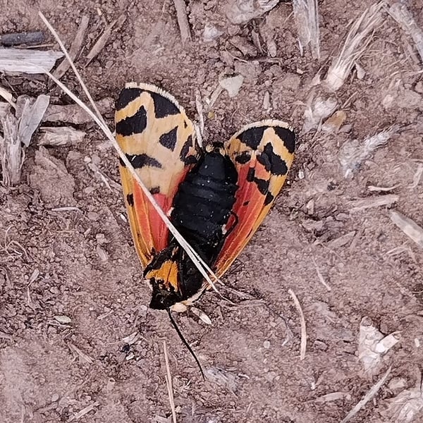 Apantesis incorrupta